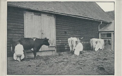 Milking Cows