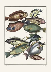 Exotic Fish (1767)