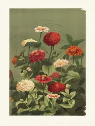 Zinnias