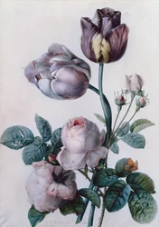 A Cabbage Rose, Two Tulips, A Small Tortoiseshell Butterfly, Yellow Meadow