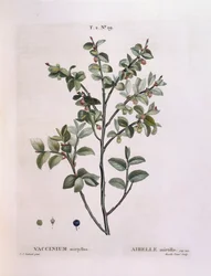 Bilberry (Vaccinium myrtillus), botanical plate by Pierre Joseph Redouté