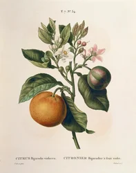 Bitter orange (Citrus aurantium) with violet fruit