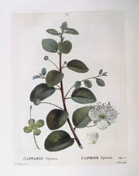 Caper (Capparis spinosa), botanical plate by Pierre Joseph Redouté
