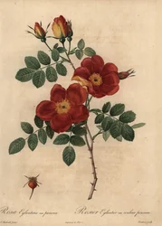 Copper rose, Rosa eglanteria
