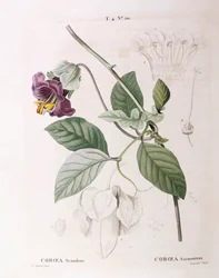 Cup and Saucer Vine (Cobaea scandens), botanical plate by Pierre Joseph Redouté