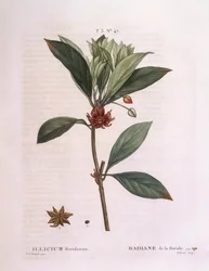 Florida anise tree (Illicium floridanum)