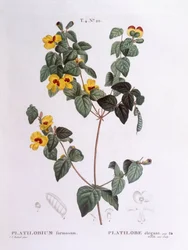 Handsome flat-pea (Platylobium formosum), botanical plate by Pierre Joseph Redouté