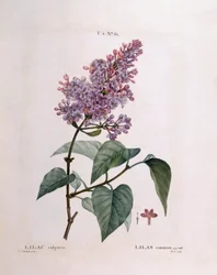 Lilac (Syringa vulgaris)