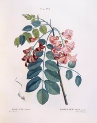 Locust (Robinia rosea), botanical plate by Pierre Joseph Redouté