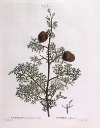 Mediterranean Cypress (Cupressus sempervirens), botanical plate by Pierre Joseph Redouté