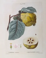 Quince (Cydonia communis), botanical plate by Pierre Joseph Redouté