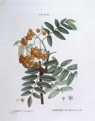 Rowan or European mountain ash (Sorbus aucuparia), botanical plate by Pierre Joseph Redouté