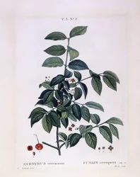 Spindle, botanical plate by Pierre Joseph Redouté
