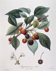 Cherry tree (Prunus avium) "Bigarreau" botanical plate by Pierre Antoine Poiteau