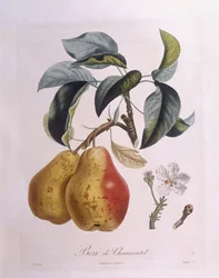 Pear 