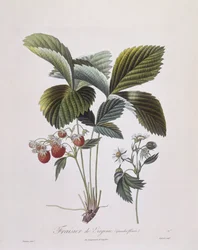 Virginia Strawberry (Fragaria virginiana)