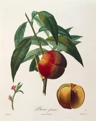 Yellow peach (Pavie Jaune) by Antoine Poiteau