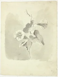 Morning Glories