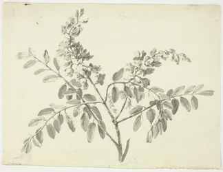 The Flowering Branch