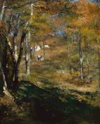Young Trees in the Forest