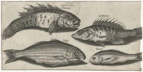Pike, Perch, Goby, and an Unknown Fish