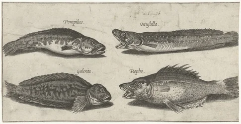 Forkbeard, Grouper, Horned Blenny, and a Black Fish