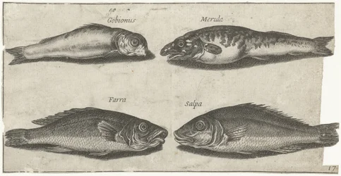 Gudgeon, Pufferfish, Whiting, and Another Fish (series title: Fishes)