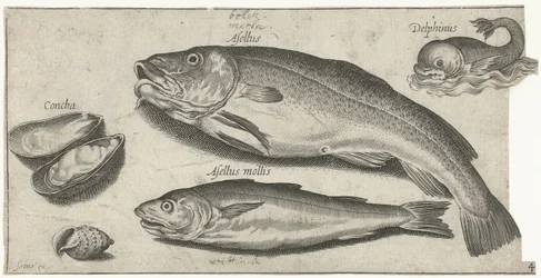 Cod, Whiting, a Dolphin, and Shells (Fish)