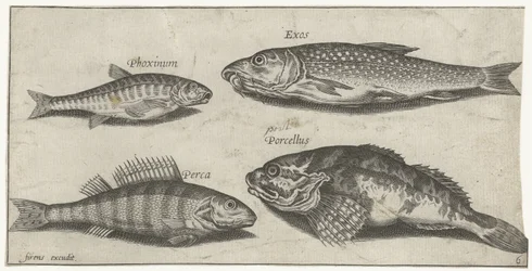 Carp, Minnow, Catfish, and Perch (Vissen)