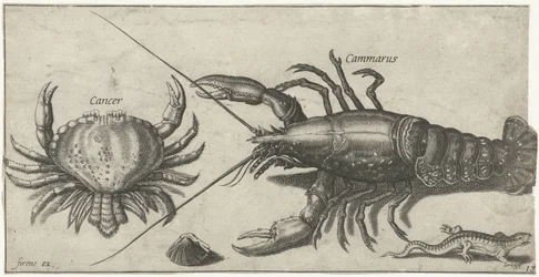 Lobster, Crab, Salamander, and a Shell