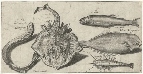 Ray, Lamprey, Shrimp, and Two Other Fish