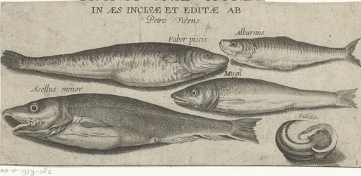 Sprat, Carp, Mullet, Small Cod, and a Shell