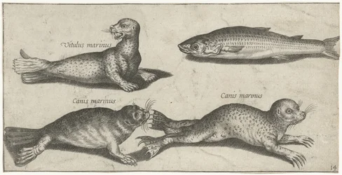 Two Seals, a Sea Lion, and a Mullet