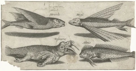 Flying Gurnard, Lumpfish, Blenny, and a Walrus (Fish, Piscivm vivae icones)