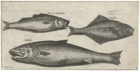 Sea Bass, Sole, and a Salmon