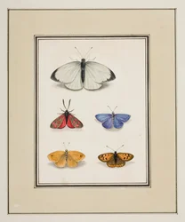 Butterflies, c.1755-65