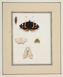 Butterflies