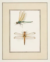 Dragonflies, c.1755-65