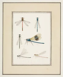 Dragonflies