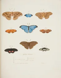 Foreign Butterflies, c.1755-65