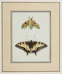 Hawk Moth and Old World Swallowtail Butterfly, c.1755-65