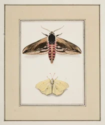 Privet Hawk Moth and Common Brimstone, c.1755-65
