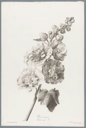 Hollyhock from Fleurs dessinées d