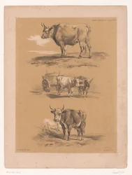 Three Studies of Oxen and Ox Cart