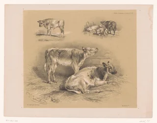 Three Studies of Cattle