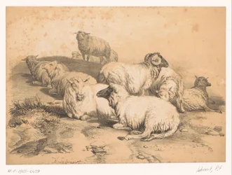 Flock of Sheep