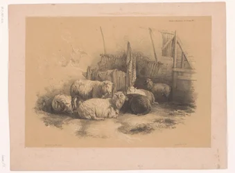 Study of a Flock of Sheep by a Fence (series title: Animal Studies by Cooper)