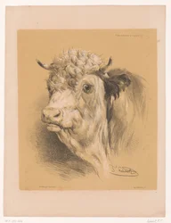 Study of an Ox (series title) Animal Studies by Cooper (series title)