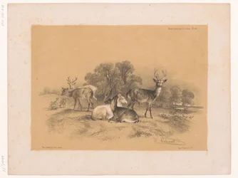 Study of a Pack of Red Deer