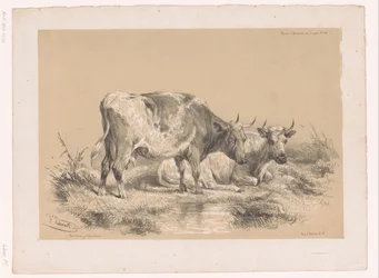 Study of Two Cows